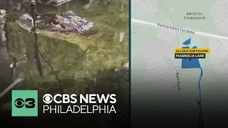 Small alligator found swimming in water in the area of Magnolia Lake in Bucks County