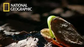 When 27M Tons of African Dust falls upon Amazon｜National Geographic