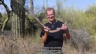 Support Rattlesnake Research with Phoenix Herpetological Sanctuary!
