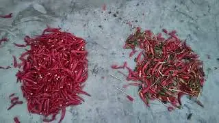 AMD's entire line of chili/pepper color sorting/sortex machine is stable, reliable, and effective