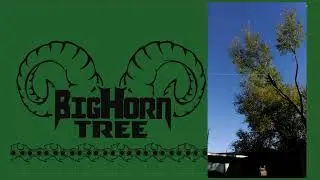 Grand Junction Tree Trimming & Removal Expert Tree Care by Big Horn Tree ServiceTree Removal Service