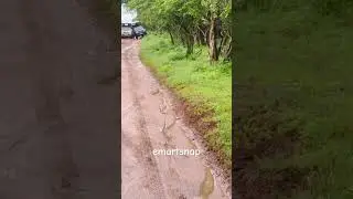 Rare footage😲 leopard 🐆 with her cub Magical yala Magical yala#yala #srilanka #fyp #trending