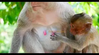 (Review)So [sad]..! Emma trying to comfort her mom to get milk