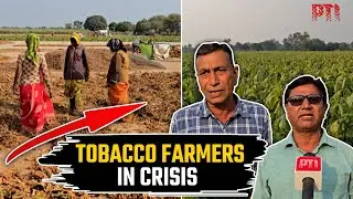 Budget 2026: Gujarat tobacco farmers seek relief as GST raised to 40%, excise duty added
