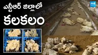 Bird Flu Outbreak in NTR Dstrict | Officials Warn Against Eating Chicken | Gampalagudem Poultry farm