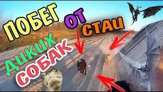 VLOG: ПРАНК! НАСТОЯЩЕЙ ЗМЕЁЙ! УГНАЛ ТАЧКУ У БРАТА |  ДОМ САТАНИСТОВ | ПОГОНЯ ОТ ДИКИХ СОБАК