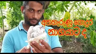 To the abandoned prey cobra #SnakesGuardian #Snakes