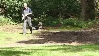 Dex vom Hemmershof Weimaraner-Wesenstest-2016