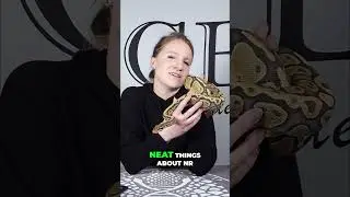 Завораживающие цвета мандариновых рыбок, которые надолго остаются в памяти и поражают воображение