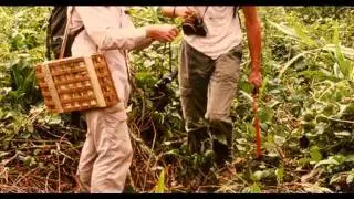 Cerrado
