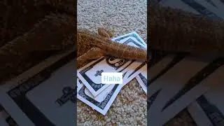 My lizard poops on money