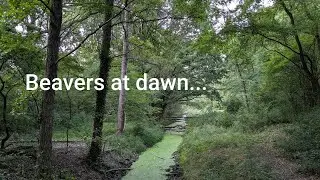 Field Recording, Beaver and dawn chorus ambiance,  Schulzendorf, Germany
