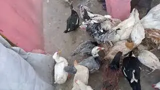 Sariyon ka lajawab Tor burada 😊😊😊
