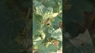 apis cerana mengumpulkan polen dari bunga bayam