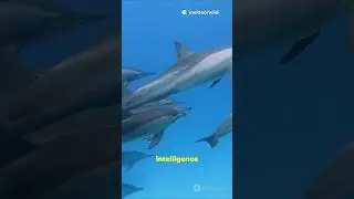 5 Dolphin Facts That Will Blow Your Mind