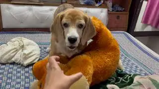 Super active at this age also #goodsign  | Leo The Beagle
