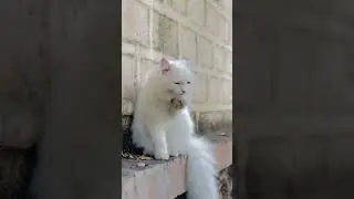 I love this cat lovers the very cute cats what is very trending video Persian cat song is good bye😻👑