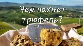Охота на белый трюфель Альбы, Пьемонт