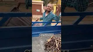 Do you need tubers for lotus plants?