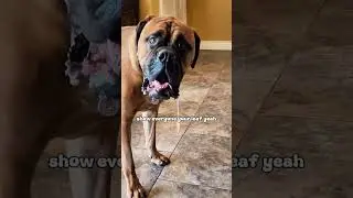Bullmastiff Pup's Leafy Companion😂