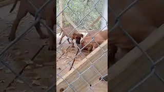 Cold dogs.