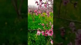 spring swat valley |