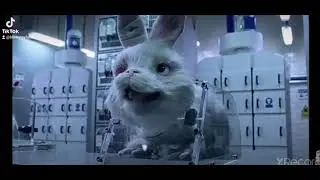 No Animal Testing