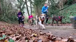 Howling Bull 2018 - Canicross First Hill