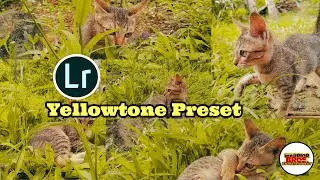 Free Lightroom Presets Tutorial | Yellowtone Preset