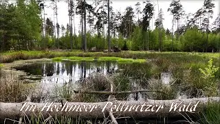 4K Im Hochmoor P&ouml;llwitzer Wald