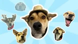 Become the owner of my original NFT | Daily Kash Dog collection