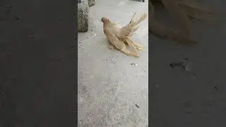 Yellow American Pigeons Setup !!! PIGEON FANTAIL !!!