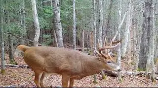 Giant Maine Bucks on Scrape Lines | Wildlife Trail Camera