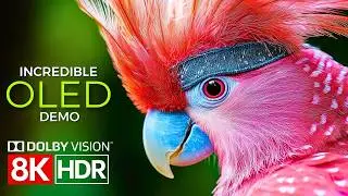Visual Brilliance Unleashed &mdash; Dolby Vision in 8K HDR 60fps