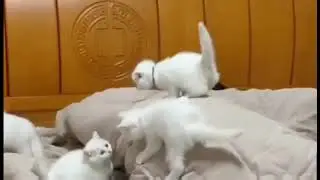 Котята мешают спать