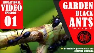 Garden black ants / Field black ants / Common black ants