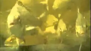 Aquaponics Silver Perch