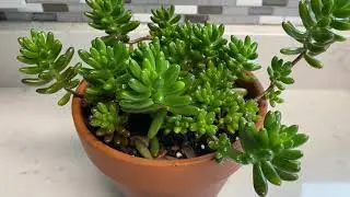 Pruning Jelly Beans Succulent