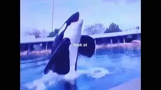 Tilikum, there are other orcas there, but I don't know if it's Tilikum.