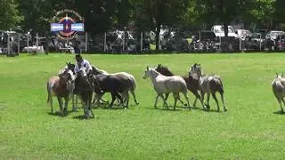 UNA COPLA EN LA LLANURA TROPILLAS
