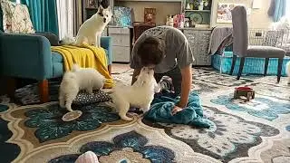 Huskimo puppies playing