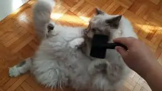 Blue eyed fluffy cat acts funny while being brushed