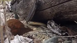 Common Garter Snake Slithering out of hiding - CCL Free Stock Footage
