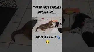Sassy puppy just wants attention! Ragnar doesn't like no 🤣 #puppy #doglovers #assertive #doglovers