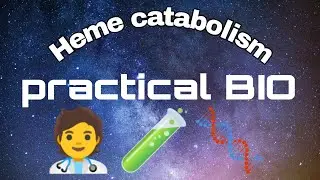 #Heme catabolism | #Practical bio|#Biochemistry