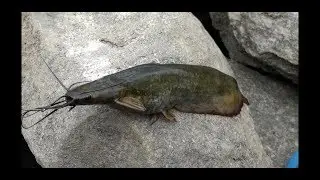 Fish Hunting | Catfish (Magur Fish)| Osman Sagar Gandipet