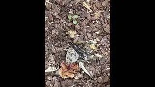 Found a huge dead moth :/
