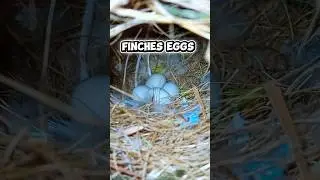 Finches Eggs 🥰 #zebrafinchbreeding
