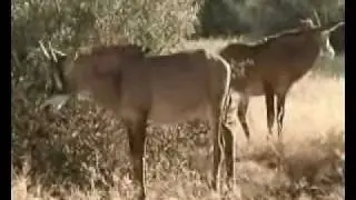 VaalBos National Park South Africa