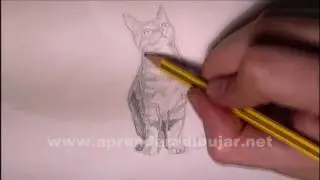 Dessin au crayon de chat assis - Comment Dessiner